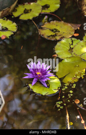 Blue Star Seerose Nymphaea nouchali Blüten unter Lily Pads auf einem Teich in Naples, Florida Stockfoto