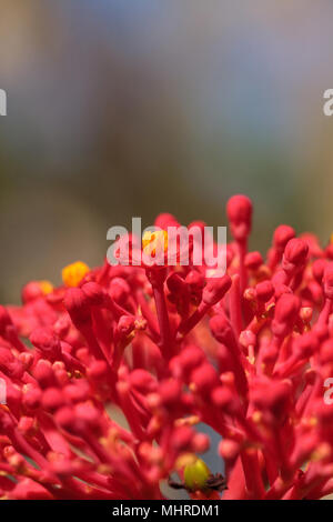 Coral pflanze Jatropha multifida Blume in einem Garten in Naples, Florida Stockfoto