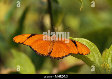 Orange Julia Schmetterling als Dryas Julia in einem botanischen Garten in Naples, Florida bekannt Stockfoto