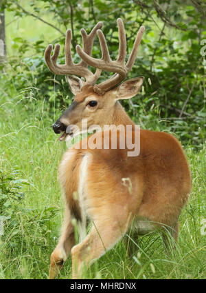 Ein großer Hirsch Buck mit samt Geweih zurück zu schauen. Stockfoto