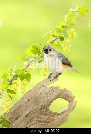Eine getuftete Meise ruht auf einem alten Zweig unter den Blumen. Stockfoto