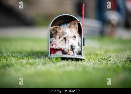 03. Mai 2018, Deutschland, Dortmund: Jo-Jo der Parson Jack Russell Terrier sitzen in einem US-amerikanischen Post Box vor der "Hund und Katz 2018 Hund und Katze" (2018) zeigen, die läuft vom 11. bis 13. Mai. Foto: Guido Kirchner/dpa Stockfoto