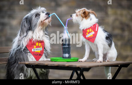 03. Mai 2018, Deutschland, Dortmund: Tom Tom (L) die Tibet Terrier mongrel und Jo-Jo der Parson Jack Russell Terrier trinken mit dem Strohhalm aus einem kleinen Flasche, vor der "Hund und Katz 2018 Hund und Katze" (2018) zeigen, die läuft vom 11. bis 13. Mai. Foto: Guido Kirchner/dpa Quelle: dpa Picture alliance/Alamy leben Nachrichten Stockfoto