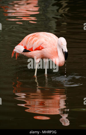 BURSCOUGH, UK. 3. Mai 2018. UK Wetter: chilenische Flamingos kommen für mildere Wetter bei Martin bloße wetland Centre, Burscough, UK. Premos/Alamy leben Nachrichten Stockfoto