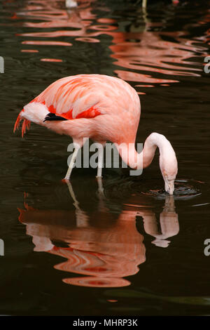 BURSCOUGH, UK. 3. Mai 2018. UK Wetter: chilenische Flamingos kommen für mildere Wetter bei Martin bloße wetland Centre, Burscough, UK. Premos/Alamy leben Nachrichten Stockfoto