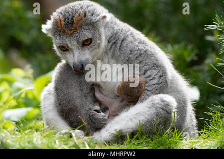 Bristol Zoo Gardens, UK. 3. Mai 2018. Twin gekrönt Lemuren in Bristol Zoo Gardens geboren worden. Die noch namenlosen Lemuren Tiako geboren zu Mama und Papa Loko. Der Zoo hat jetzt 5 gekrönt Lemuren, die in einem wichtigen Zucht beteiligt. Einer der Zwillinge hatte einen schwierigen ersten Tag des Lebens. Der erste kam schnell, aber der zweite dauerte länger, und hatte Atembeschwerden, trotz der Mamma anzuregen und zu reinigen. Tierpfleger trat ein. Nach aufgewärmt werden und angeregt, begann es zu Atem normalerweise, und wurde wieder zu Mama. Credit: Andrew Bartlett/Alamy leben Nachrichten Stockfoto