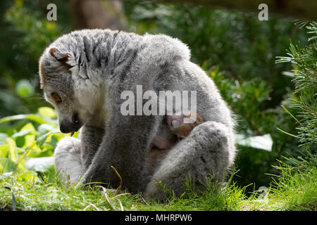 Bristol Zoo Gardens, UK. 3. Mai 2018. Twin gekrönt Lemuren in Bristol Zoo Gardens geboren worden. Die noch namenlosen Lemuren Tiako geboren zu Mama und Papa Loko. Der Zoo hat jetzt 5 gekrönt Lemuren, die in einem wichtigen Zucht beteiligt. Einer der Zwillinge hatte einen schwierigen ersten Tag des Lebens. Der erste kam schnell, aber der zweite dauerte länger, und hatte Atembeschwerden, trotz der Mamma anzuregen und zu reinigen. Tierpfleger trat ein. Nach aufgewärmt werden und angeregt, begann es zu Atem normalerweise, und wurde wieder zu Mama. Credit: Andrew Bartlett/Alamy leben Nachrichten Stockfoto