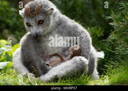 Bristol Zoo Gardens, UK. 3. Mai 2018. Twin gekrönt Lemuren in Bristol Zoo Gardens geboren worden. Die noch namenlosen Lemuren Tiako geboren zu Mama und Papa Loko. Der Zoo hat jetzt 5 gekrönt Lemuren, die in einem wichtigen Zucht beteiligt. Einer der Zwillinge hatte einen schwierigen ersten Tag des Lebens. Der erste kam schnell, aber der zweite dauerte länger, und hatte Atembeschwerden, trotz der Mamma anzuregen und zu reinigen. Tierpfleger trat ein. Nach aufgewärmt werden und angeregt, begann es zu Atem normalerweise, und wurde wieder zu Mama. Credit: Andrew Bartlett/Alamy leben Nachrichten Stockfoto