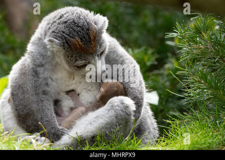 Bristol Zoo Gardens, UK. 3. Mai 2018. Twin gekrönt Lemuren in Bristol Zoo Gardens geboren worden. Die noch namenlosen Lemuren Tiako geboren zu Mama und Papa Loko. Der Zoo hat jetzt 5 gekrönt Lemuren, die in einem wichtigen Zucht beteiligt. Einer der Zwillinge hatte einen schwierigen ersten Tag des Lebens. Der erste kam schnell, aber der zweite dauerte länger, und hatte Atembeschwerden, trotz der Mamma anzuregen und zu reinigen. Tierpfleger trat ein. Nach aufgewärmt werden und angeregt, begann es zu Atem normalerweise, und wurde wieder zu Mama. Credit: Andrew Bartlett/Alamy leben Nachrichten Stockfoto