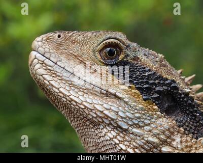 Stattliche zuversichtlich Eastern Water Dragon in einer majestätischen Closeup Portrait. Stockfoto