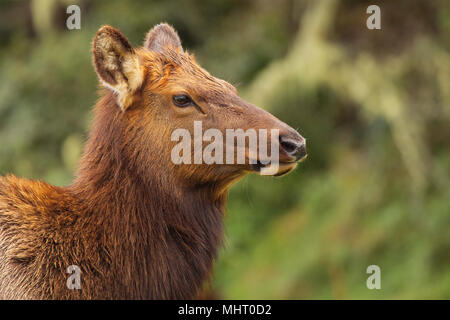 Das Porträt einer Frau Roosevelt elk in Nordkalifornien. Stockfoto