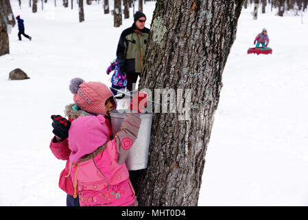 Zwei junge Mädchen (3 Jahre) suchen Sie in einem Maple sap sammeln Eimer in einem Ahornbaum Plantage in Quebec Kanada Stockfoto