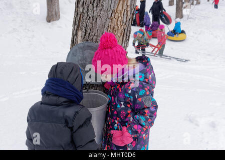 Zwei kleine Kinder (5 Jahre) suchen Sie in einem Maple sap sammeln Eimer in einem Ahornbaum Plantage in Quebec Kanada Stockfoto