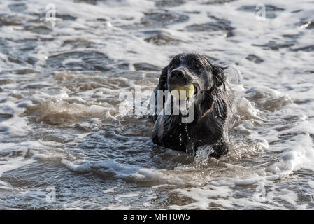 Schwarzer Labrador mit einem Ball auf dem Meer Stockfoto