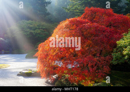 Sonnenstrahlen über alte japanische Lace leaf Maple Tree von flachen Sand Garten im Herbst Saison Stockfoto