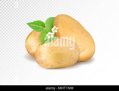 Realistische Kartoffel mit Blatt und Kartoffeln Blumen. Realismus Vector EPS 10. Stock Vektor