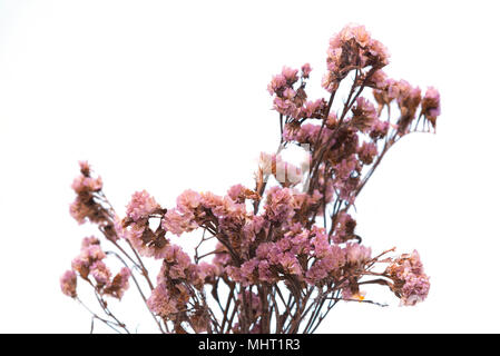 Sommer bunt Trocken Blumen auf weißem Hintergrund Stockfoto
