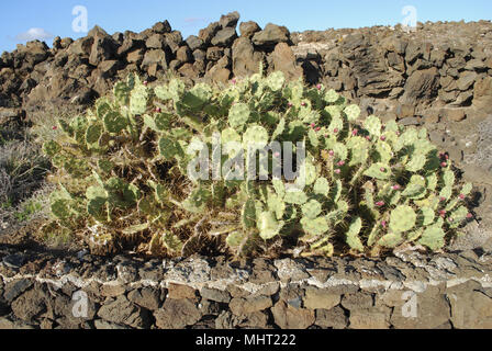 Opuntia Kakteen mit roten Früchten ist eine Gattung in der Familie der Kakteen, Kakteen. Die meisten kulinarischen verwendet der stachelige der Begriff "Birne" beziehen sich auf diese Art. Stockfoto