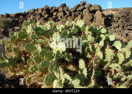 Opuntia Kakteen mit roten Früchten ist eine Gattung in der Familie der Kakteen, Kakteen. Die meisten kulinarischen verwendet der stachelige der Begriff "Birne" beziehen sich auf diese Art. Stockfoto