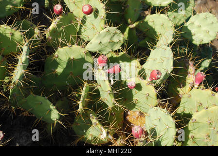 Opuntia Kakteen mit roten Früchten ist eine Gattung in der Familie der Kakteen, Kakteen. Die meisten kulinarischen verwendet der stachelige der Begriff "Birne" beziehen sich auf diese Art. Stockfoto