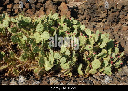 Opuntia Kakteen mit roten Früchten ist eine Gattung in der Familie der Kakteen, Kakteen. Die meisten kulinarischen verwendet der stachelige der Begriff "Birne" beziehen sich auf diese Art. Stockfoto