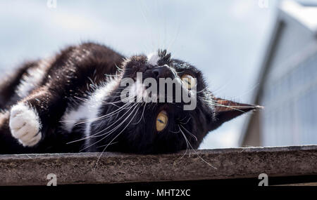 Tuxedo cat, in der Sonne zu liegen, den Blick nach oben zu einem sommerhimmel in Banbury Stockfoto