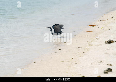 Polynesien Reiher fliegen auf den Pazifischen Meer Hintergrund Stockfoto