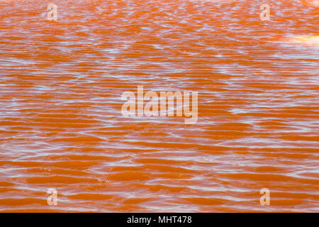 Red Kochsalzlösung Bakterien Wasser See pool Stockfoto