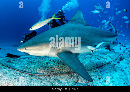 Bull Shark beim Füttern in Mexiko Stockfoto