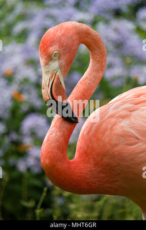 Nahaufnahme eines amerikanischen Flamingo, Farbe Rosa, Teil einer kleinen Kolonie am Coton Manor Gardens, Northamptonshire, Großbritannien Stockfoto