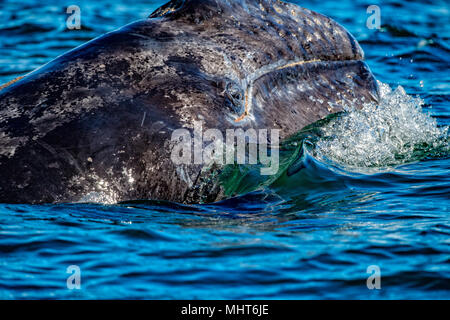 Neugeborene Grauwale Kalb Nase und Auge in Baja California Stockfoto