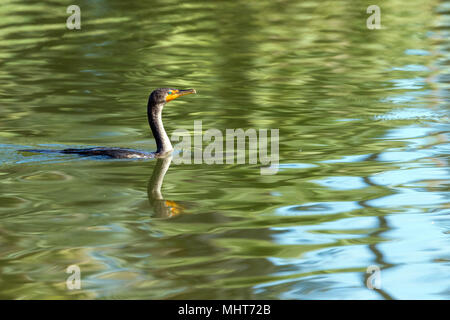 Kormoran Reflexion über grünes Wasser Hintergrund Stockfoto