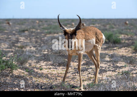 Antilocapra americana berrendo Halbinsel Mexico Baja California gefährdeten Spezies fast exctint nur 400 Links Stockfoto