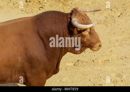 Bekämpfung der Stier in der Arena der eine Stierkampfarena. Spanien Stockfoto