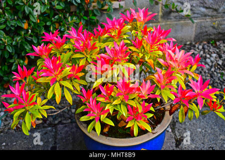 Pieris 'Forest Flame'. Im Frühjahr die jungen Blätter sind leuchtend rot, langsam über Gelb zu Grün. Stockfoto