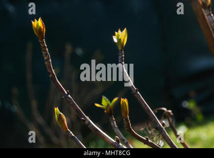 Hydrangea Knospen für die Sonne, Zweige gegen einen dunklen und unscharf, Hintergrund, es ist Frühling Stockfoto