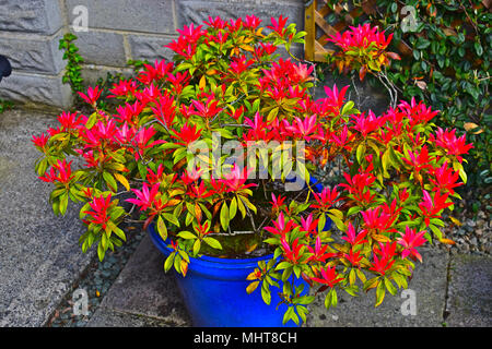 Pieris 'Forest Flame'. Im Frühjahr die jungen Blätter sind leuchtend rot, langsam über Gelb zu Grün. Stockfoto