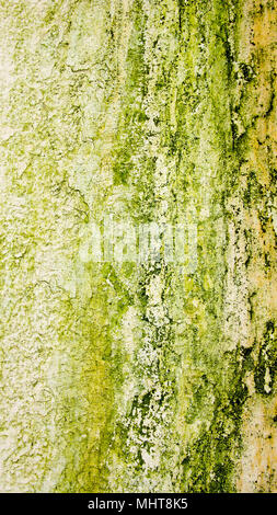 Moosige Wand Textur Stockfoto