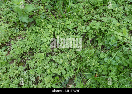 Moschatel, Adoxa moschatellina, blühende Pflanzen auf den Waldboden im Frühling, Berks, April Stockfoto