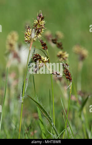 Feld woodrush oder Karfreitag Gras, Luzula campestris, ein Unkraut rush Blüte in einem Garten Rasen, April Stockfoto