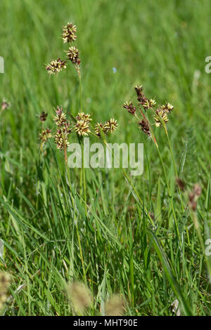 Feld woodrush oder Karfreitag Gras, Luzula campestris, ein Unkraut rush Blüte in einem Garten Rasen, April Stockfoto