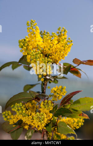 Mahonie (Mahonia aquifolium, Mahonia) Stockfoto