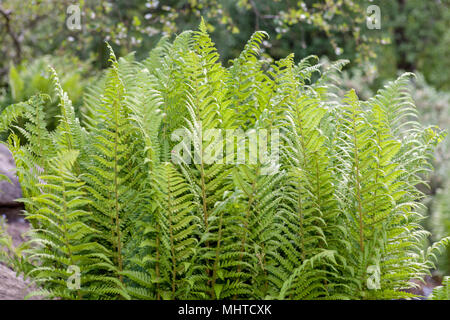 Frauenfarn, Majbräken (Athyrium filix-Femina) Stockfoto