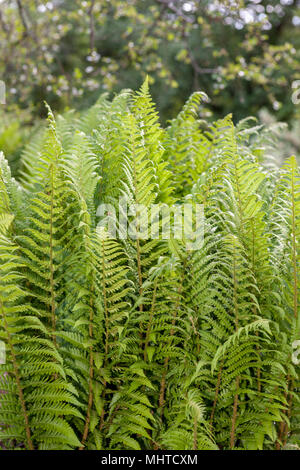 Frauenfarn, Majbräken (Athyrium filix-Femina) Stockfoto