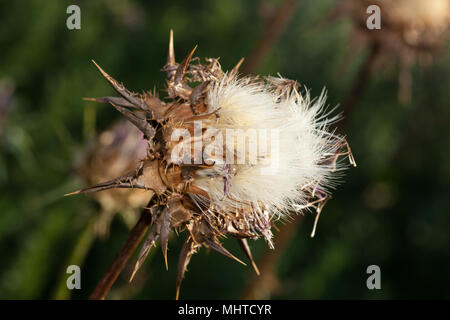 Marian Thistle, Mariatistel (Silybum marianum) Stockfoto