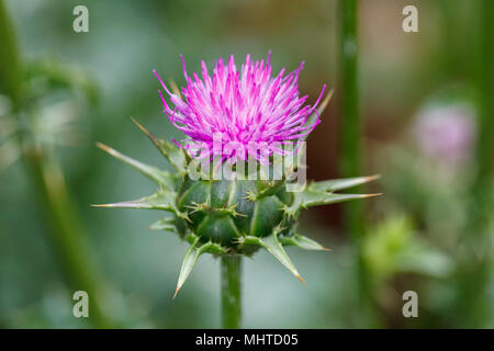 Marian Thistle, Mariatistel (Silybum marianum) Stockfoto