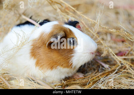 Süße rote und weisse Meerschweinchen Close-up. Pet in seinem Haus Stockfoto