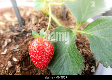 Hydroponic strawberry Farm. Hydroponics Methode der wachsenden Pflanzen Erdbeere, in Wasser, ohne Boden. Hydroponic Kopfsalat in Hydroponischen Rohr Stockfoto