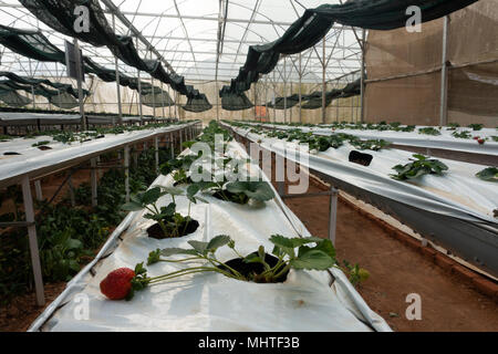 Hydroponic strawberry Farm. Hydroponics Methode der wachsenden Pflanzen Erdbeere, in Wasser, ohne Boden. Hydroponic Kopfsalat in Hydroponischen Rohr Stockfoto