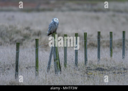 Schnee-eule (Bubo sandiacus) thront auf einem Pfosten an Snettisham West Norfolk. Stockfoto